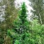 Doctor Shiva Auto Feminized Marijuana Strain by Flash Seeds For Sale Online at Cannabis Seeds Outlet