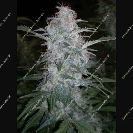Heavens Haze Auto Regular Marijuana Strain by Flash Seeds For Sale Online at Cannabis Seeds Outlet