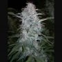 Heavens Haze Auto Regular Marijuana Strain by Flash Seeds For Sale Online at Cannabis Seeds Outlet
