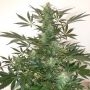 Holy Man Auto Regular Marijuana Strain by Flash Seeds For Sale Online at Cannabis Seeds Outlet