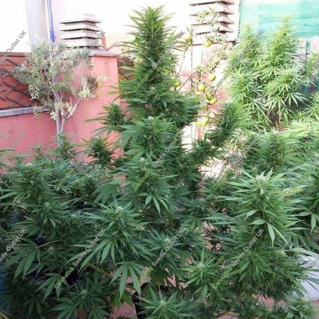 Jamaican Berry Auto Feminized Marijuana Strain by Flash Seeds For Sale Online at Cannabis Seeds Outlet