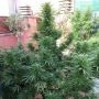 Jamaican Berry Auto Feminized Marijuana Strain by Flash Seeds For Sale Online at Cannabis Seeds Outlet