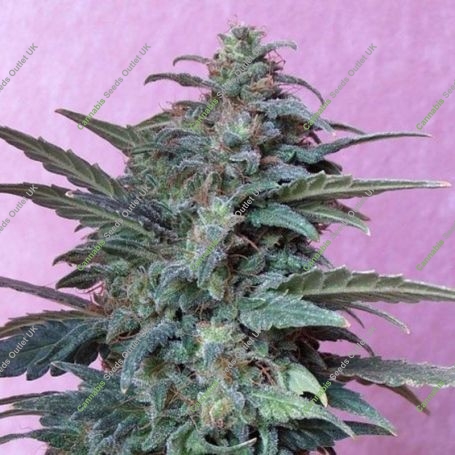 Jet 47 Auto Regular Marijuana Strain by Flash Seeds For Sale Online at Cannabis Seeds Outlet