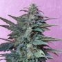 Jet 47 Auto Regular Marijuana Strain by Flash Seeds For Sale Online at Cannabis Seeds Outlet
