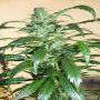 Mi6 Female Automatic Flash Cannabis Seeds
