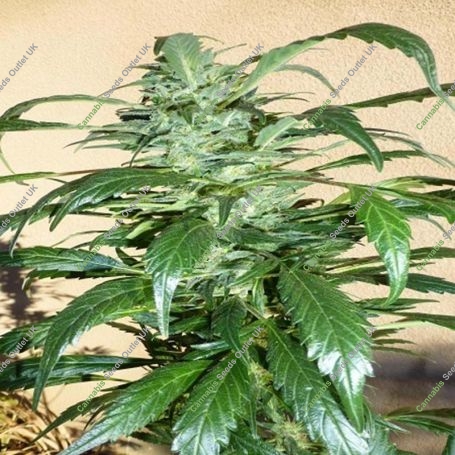 Mi6 Auto Feminized Marijuana Strain by Flash Seeds For Sale Online at Cannabis Seeds Outlet