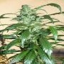Mi6 Auto Feminized Marijuana Strain by Flash Seeds For Sale Online at Cannabis Seeds Outlet