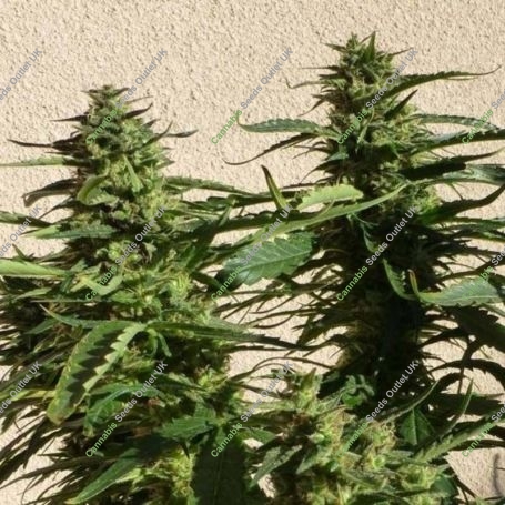 Missile 33 Auto Feminized Marijuana Strain by Flash Seeds For Sale Online at Cannabis Seeds Outlet