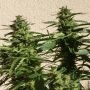 Missile 33 Auto Feminized Marijuana Strain by Flash Seeds For Sale Online at Cannabis Seeds Outlet