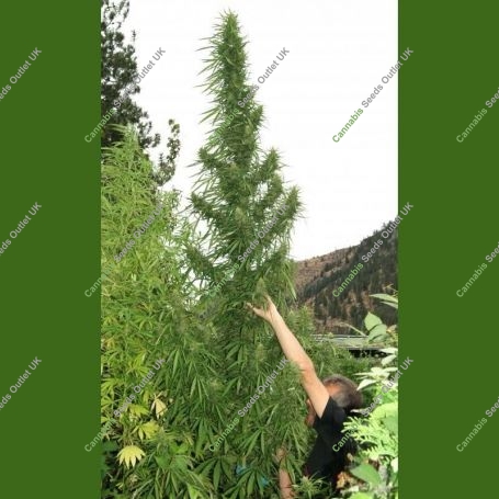 Muay Thai Auto Feminized Marijuana Strain by Flash Seeds For Sale Online at Cannabis Seeds Outlet