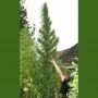 Muay Thai Auto Feminized Marijuana Strain by Flash Seeds For Sale Online at Cannabis Seeds Outlet