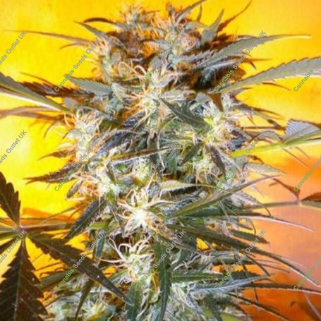 Nirvana Sky Auto Feminized Marijuana Strain by Flash Seeds For Sale Online at Cannabis Seeds Outlet