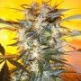 Nirvana Sky Auto Feminized Marijuana Strain by Flash Seeds For Sale Online at Cannabis Seeds Outlet