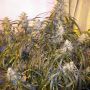 Number One Female Auto Flash Cannabis Seeds