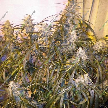 Number One Auto Feminized Marijuana Strain by Flash Seeds For Sale Online at Cannabis Seeds Outlet