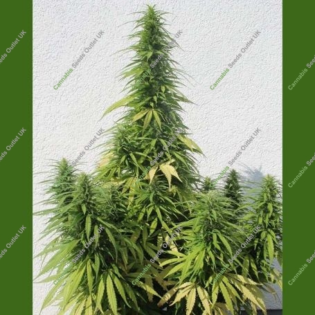 Octopussy Auto Feminized Marijuana Strain by Flash Seeds For Sale Online at Cannabis Seeds Outlet