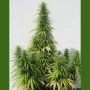 Octopussy Auto Feminized Marijuana Strain by Flash Seeds For Sale Online at Cannabis Seeds Outlet
