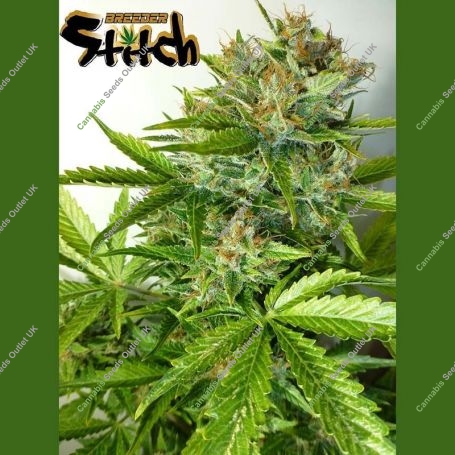 Onyx Auto Regular Marijuana Strain by Flash Seeds For Sale Online at Cannabis Seeds Outlet