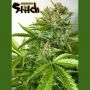 Onyx Auto Regular Marijuana Strain by Flash Seeds For Sale Online at Cannabis Seeds Outlet