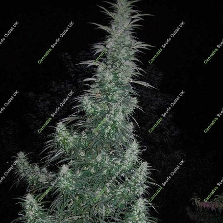 Panama Lime Auto Feminized Marijuana Strain by Flash Seeds For Sale Online at Cannabis Seeds Outlet
