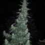 Panama Lime Auto Feminized Marijuana Strain by Flash Seeds For Sale Online at Cannabis Seeds Outlet