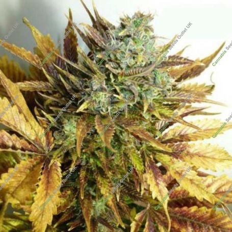 Purple Sirius Kush Auto Feminized Marijuana Strain by Flash Seeds For Sale Online at Cannabis Seeds Outlet