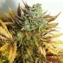 Purple Sirius Kush Auto Feminized Marijuana Strain by Flash Seeds For Sale Online at Cannabis Seeds Outlet