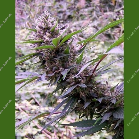 Red Libanon Auto Regular Marijuana Strain by Flash Seeds For Sale Online at Cannabis Seeds Outlet