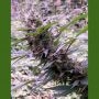 Red Libanon Auto Regular Marijuana Strain by Flash Seeds For Sale Online at Cannabis Seeds Outlet