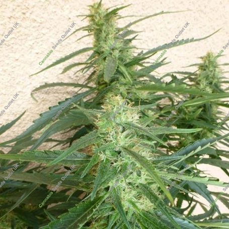 Spacer Auto Feminized Marijuana Strain by Flash Seeds For Sale Online at Cannabis Seeds Outlet