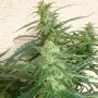 Spacer Auto Feminized Marijuana Strain by Flash Seeds For Sale Online at Cannabis Seeds Outlet