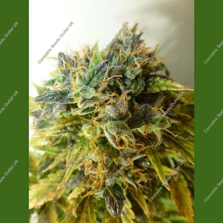 Strawberry Jam Auto Regular Marijuana Strain by Flash Seeds For Sale Online at Cannabis Seeds Outlet