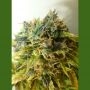 Strawberry Jam Auto Regular Marijuana Strain by Flash Seeds For Sale Online at Cannabis Seeds Outlet
