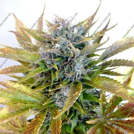 Super Blueberry Haze Auto Regular Marijuana Strain by Flash Seeds For Sale Online at Cannabis Seeds Outlet