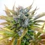 Super Blueberry Haze Auto Regular Marijuana Strain by Flash Seeds For Sale Online at Cannabis Seeds Outlet