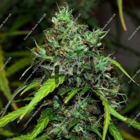 Formula One Auto Regular Marijuana Strain by Flash Seeds For Sale Online at Cannabis Seeds Outlet