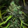 Formula One Auto Regular Marijuana Strain by Flash Seeds For Sale Online at Cannabis Seeds Outlet