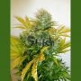 Kush Van Stitch Auto Regular Marijuana Strain by Flash Seeds For Sale Online at Cannabis Seeds Outlet