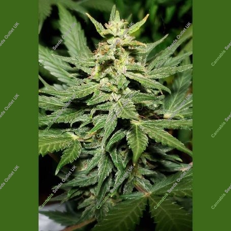 Lemon Haze Auto Regular Marijuana Strain by Flash Seeds For Sale Online at Cannabis Seeds Outlet