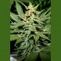 Lemon Haze Auto Regular Marijuana Strain by Flash Seeds For Sale Online at Cannabis Seeds Outlet