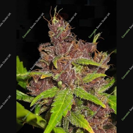 Purple Mazar Auto Regular Marijuana Strain by Flash Seeds For Sale Online at Cannabis Seeds Outlet