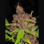 Purple Mazar Auto Regular Marijuana Strain by Flash Seeds For Sale Online at Cannabis Seeds Outlet