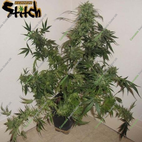 Russian Fuel Auto Regular Marijuana Strain by Flash Seeds For Sale Online at Cannabis Seeds Outlet