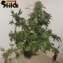 Russian Fuel Auto Regular Marijuana Strain by Flash Seeds For Sale Online at Cannabis Seeds Outlet