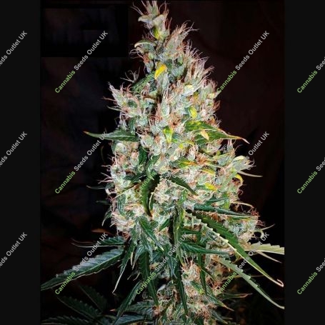 Russian Haze Auto Regular Marijuana Strain by Flash Seeds For Sale Online at Cannabis Seeds Outlet