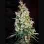 Russian Haze Auto Regular Marijuana Strain by Flash Seeds For Sale Online at Cannabis Seeds Outlet