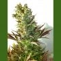 Stichs Love Potion Auto Regular Marijuana Strain by Flash Seeds For Sale Online at Cannabis Seeds Outlet