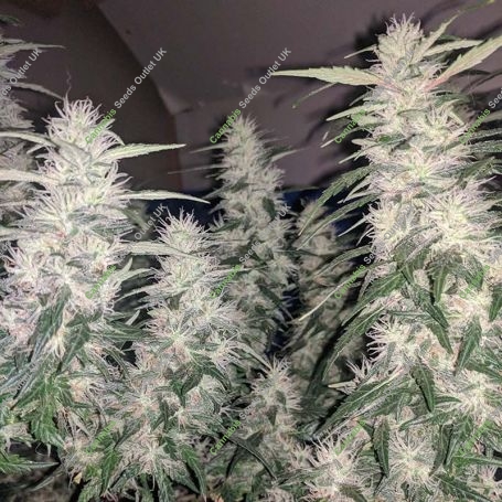 Strawberry Mango Haze Auto Feminized Marijuana Strain by Flash Seeds For Sale Online at Cannabis Seeds Outlet
