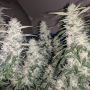 Strawberry Mango Haze Auto Feminized Marijuana Strain by Flash Seeds For Sale Online at Cannabis Seeds Outlet