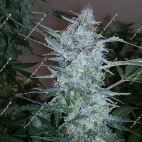 White Sirius Auto Regular Marijuana Strain by Flash Seeds For Sale Online at Cannabis Seeds Outlet